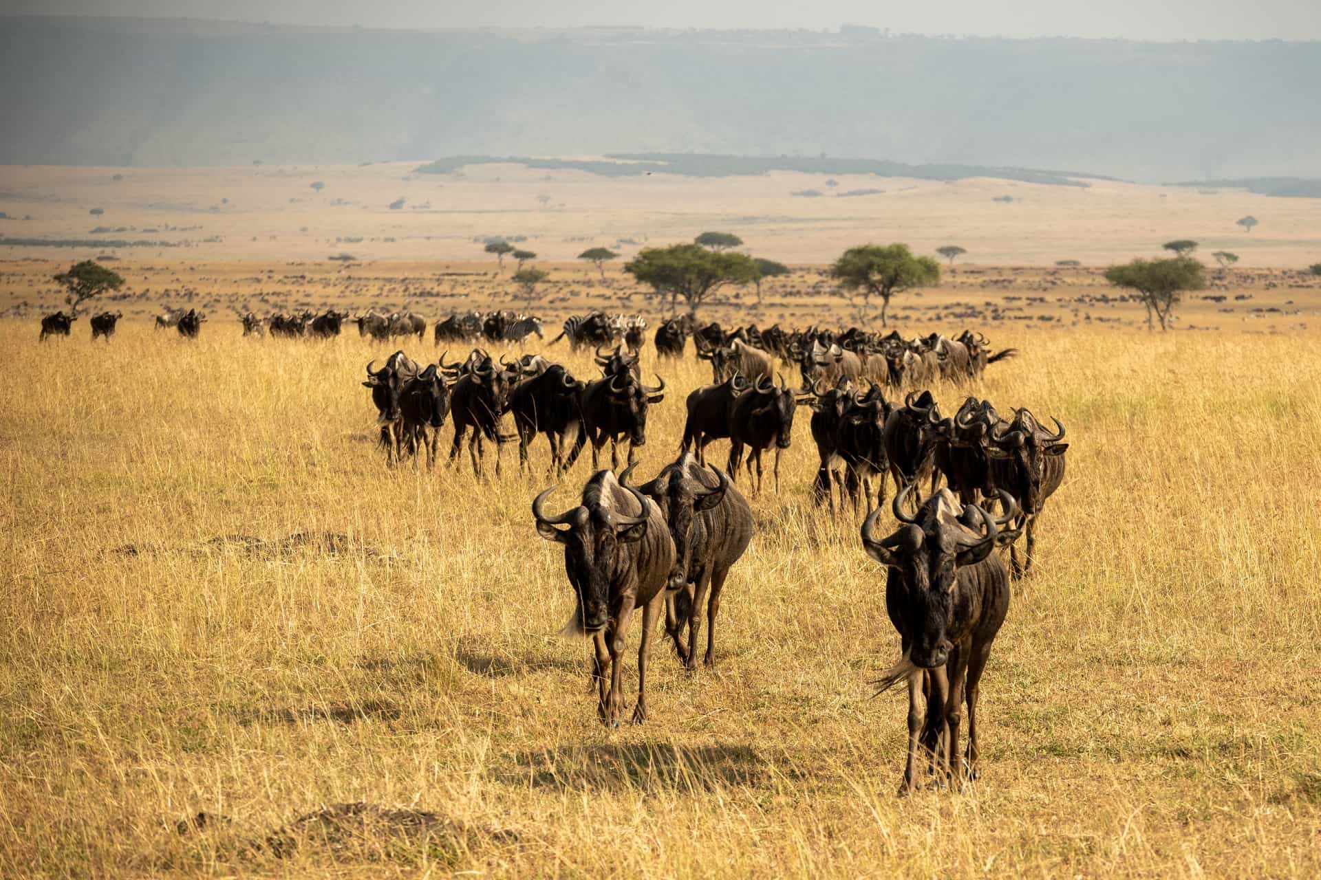 What wildlife animals should I highly expect on Tanzania wildlife safari
